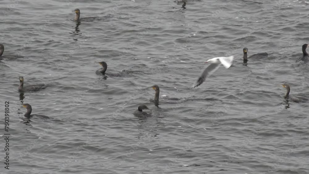 slow motion. Aerial view of Colony of diving ducks sitting and diving on surface of water. Seagulls fly above them waiting for food slow motion. Aerial view of Colony of diving ducks sitting and diving on surface of water. Seagulls fly above them waiting for food