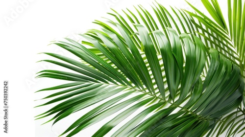 Captivating palm leaves on white canvas, tropical botanical beauty.
