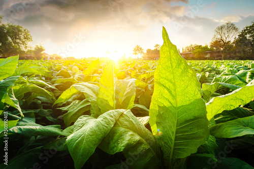 Tobacco leaf tree field concept, tobacco planting garden agriculture farm in country, green leaves stem plantation in farmland, cigarette product from tobacco is unhealthy for people, smoking plants. © Puttachat