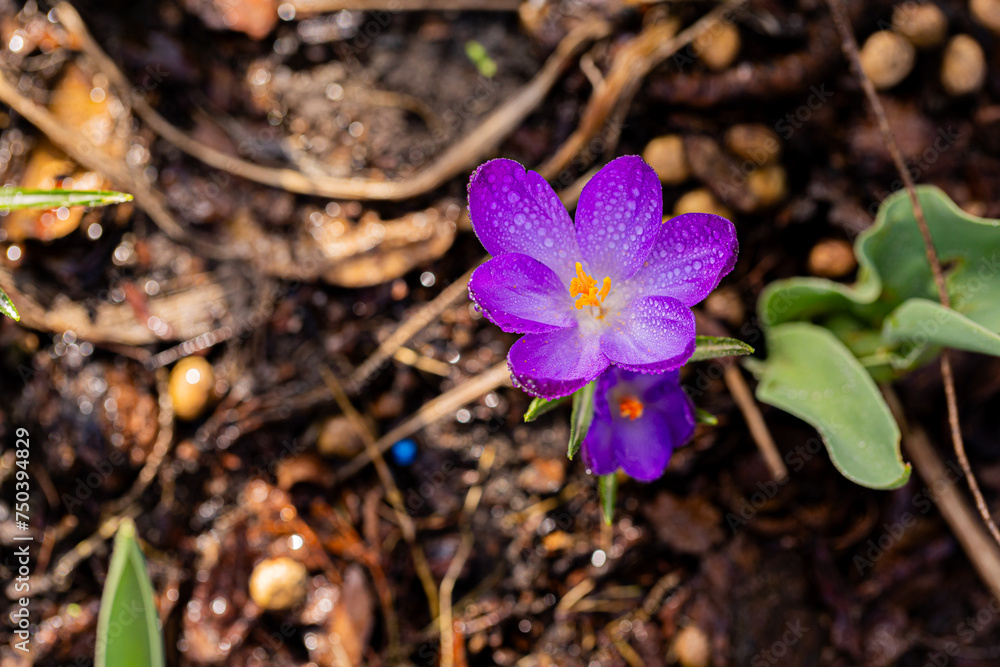 Captivating close-up of a spring violet flower, bathed in sunlight and adorned with morning dew against the earthy backdrop. Perfect for banners, garden decor, or wellness publications. Captivating close-up of a spring violet flower, bathed in sunlight and adorned with morning dew against the earthy backdrop. Perfect for banners, garden decor, or wellness publications.