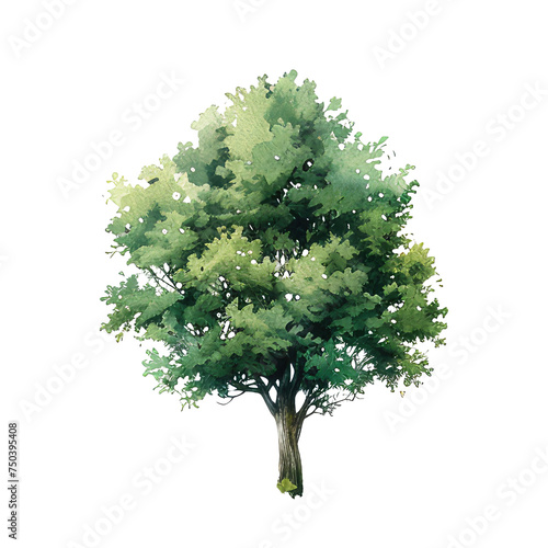 tree isolated on transparent background photo