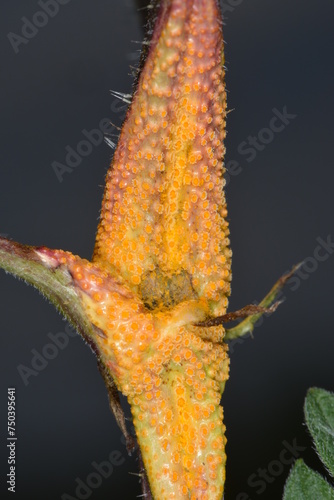 Brennessel-Rostpilz,  Puccinia urticata am Brennesselnstängel photo