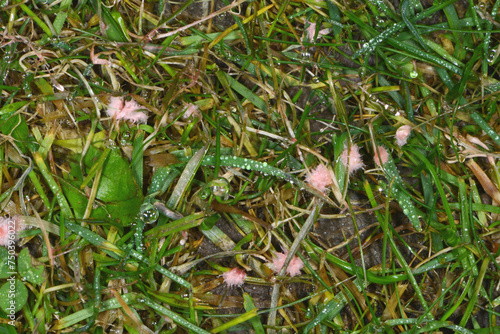 Rasen, Rotspitzigkeit, Laetisaria fuciformis photo