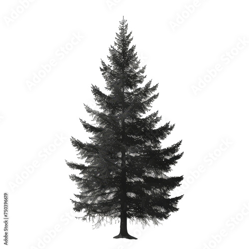 pine tree isolated on transparent background