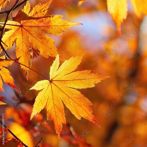 Crisp Autumn Leaves in Rust Orange: Setting Portrayal