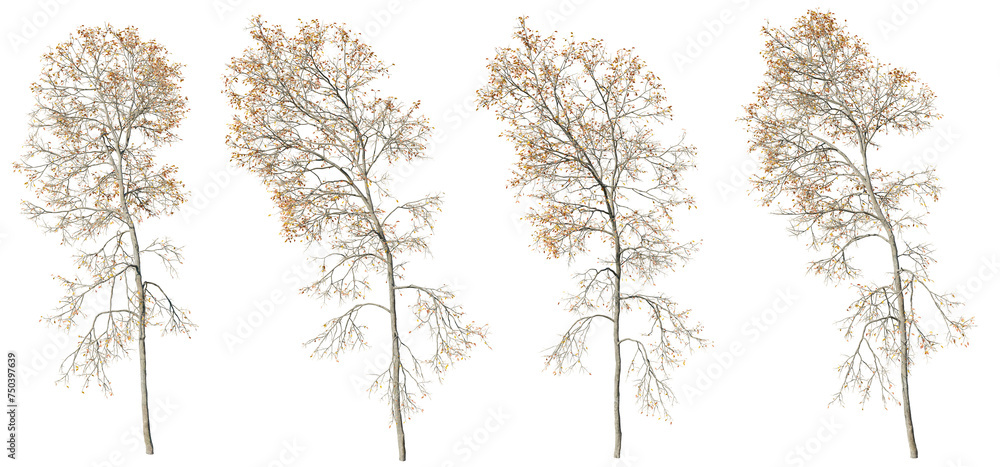 Obraz premium Isolated trees gardening,Ash tree on transparent background.3d rendering PNG