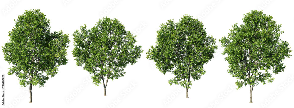 Isolated trees on transparent background.3d rendering PNG Set Stock ...