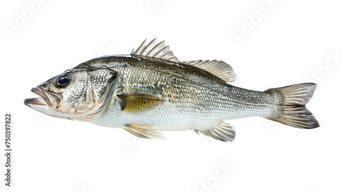 Sea bass fish white background.png