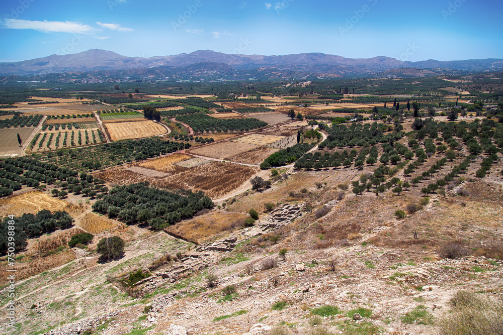 Olive fields on the Mediterranean island of Crete (Greece)