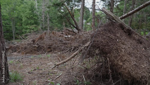 An uprooted tree among a tangle of other brown, dead bushes and trees, in the aftermath of the destructive Hurricane Fiona photo