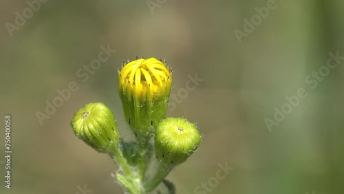 Buds of unblown flowers stagger on green background