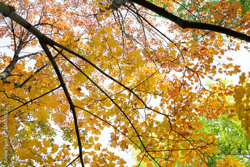 trees with red, yellow, orange and green leaves against the sky in autumn