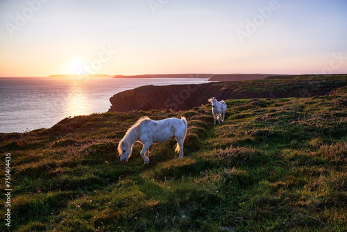 Weiße Pferde an steiler Felsküste am Meer im Abendlicht bei Sonnenuntergang