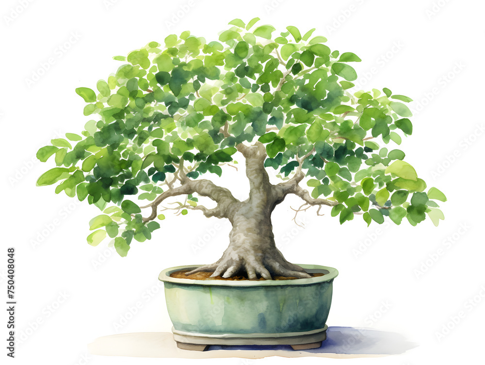 Watercolor illustration of bonsai tree in a pot on white background Watercolor illustration of bonsai tree in a pot on white background