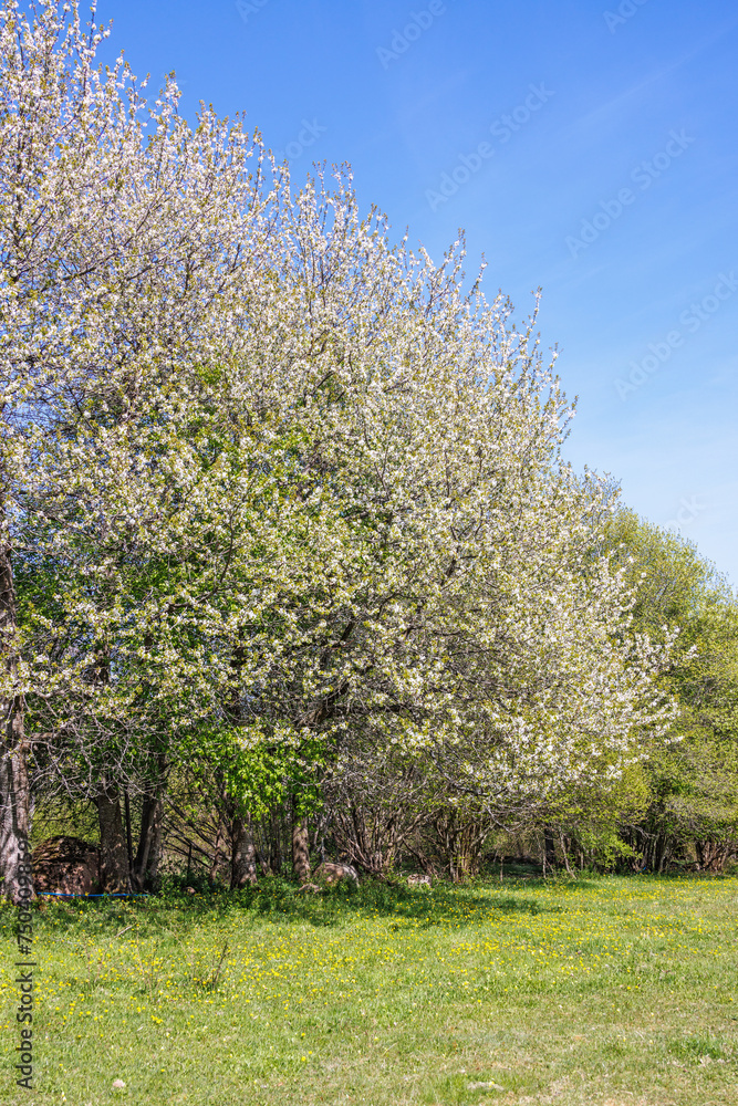Flowering Cherry trees at a meadow in spring