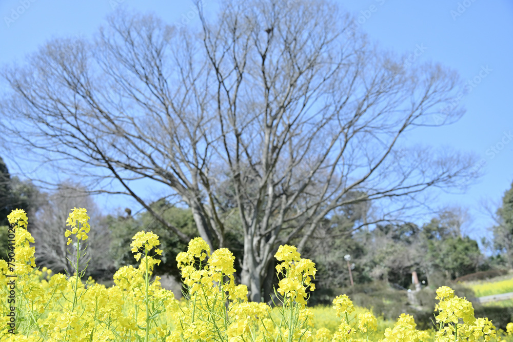 rape blossom field