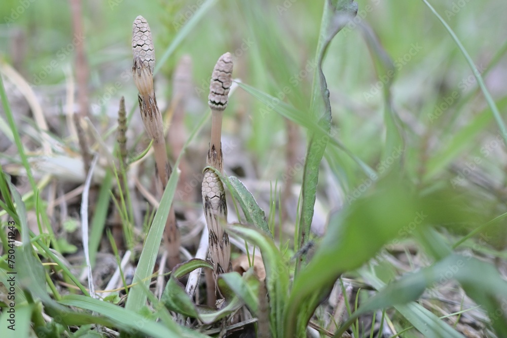 horsetail in the field horsetail in the field