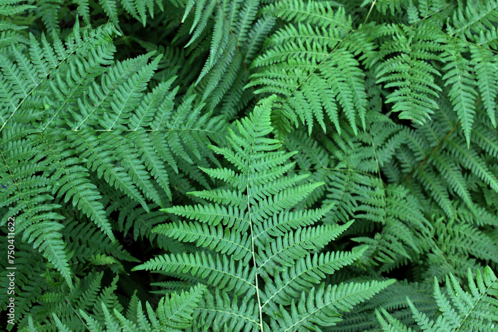 Natural background of fern leaves in forest Natural background of fern leaves in forest