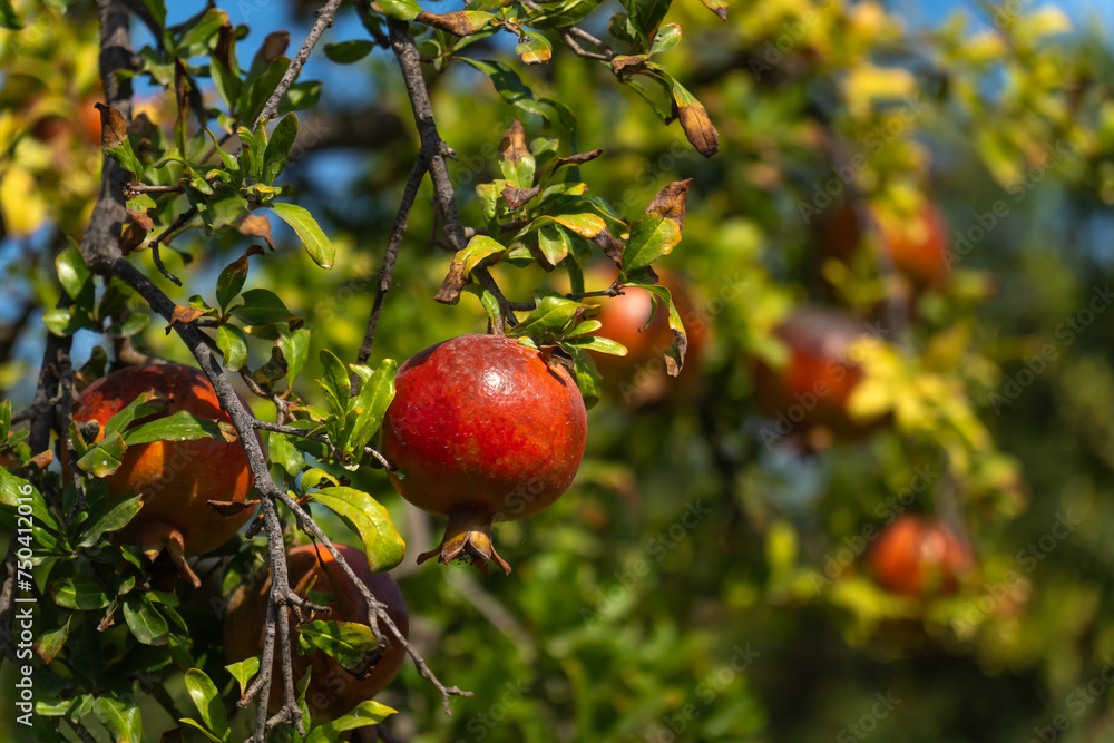 Close-up of beautiful ripe pomegranates on a tree on a sunny day. Close-up of beautiful ripe pomegranates on a tree on a sunny day.