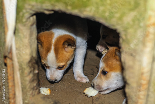 Sticker Street dog puppies playing with each other