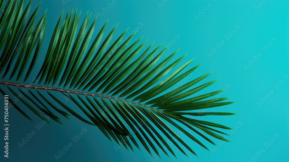 Palm tree with tropical leaves on a blue background with a place to copy text, an even layer of green tropical leaves. The concept of recreation, tourism, and sea travel. Palm tree with tropical leaves on a blue background with a place to copy text, an even layer of green tropical leaves. The concept of recreation, tourism, and sea travel.