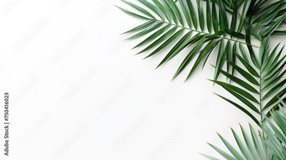Palm tree with tropical leaves on a white background with a place to copy text, an even layer of green tropical leaves. The concept of recreation, tourism, and sea travel.