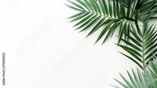 Palm tree with tropical leaves on a white background with a place to copy text, an even layer of green tropical leaves. The concept of recreation, tourism, and sea travel.