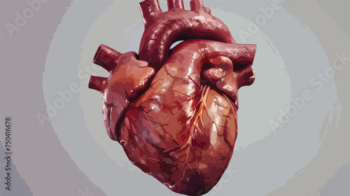 Human Body Organs Heart Anatomy.