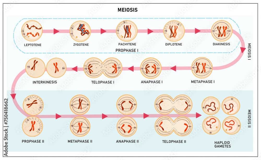 Meiosis Meiosis