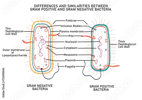 Differences between Gram positive and Gram negative bacteria photo