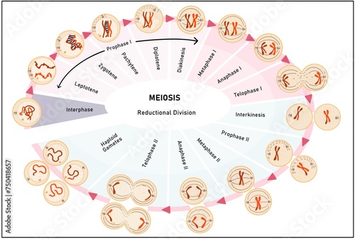 Konstfotografi Meiosis