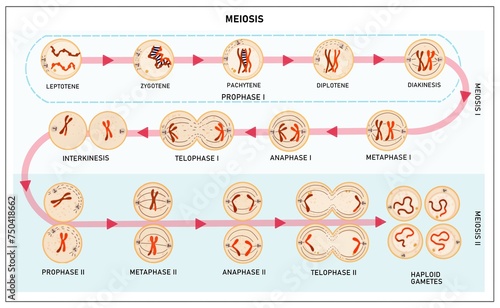 Konstfotografi Meiosis