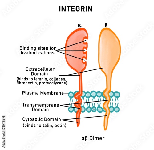 Structure of integrin protein photo