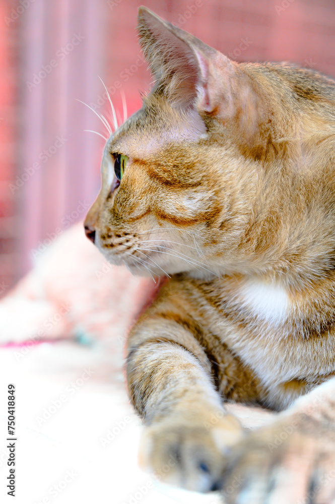 Naklejka premium Thai cat lying on the table