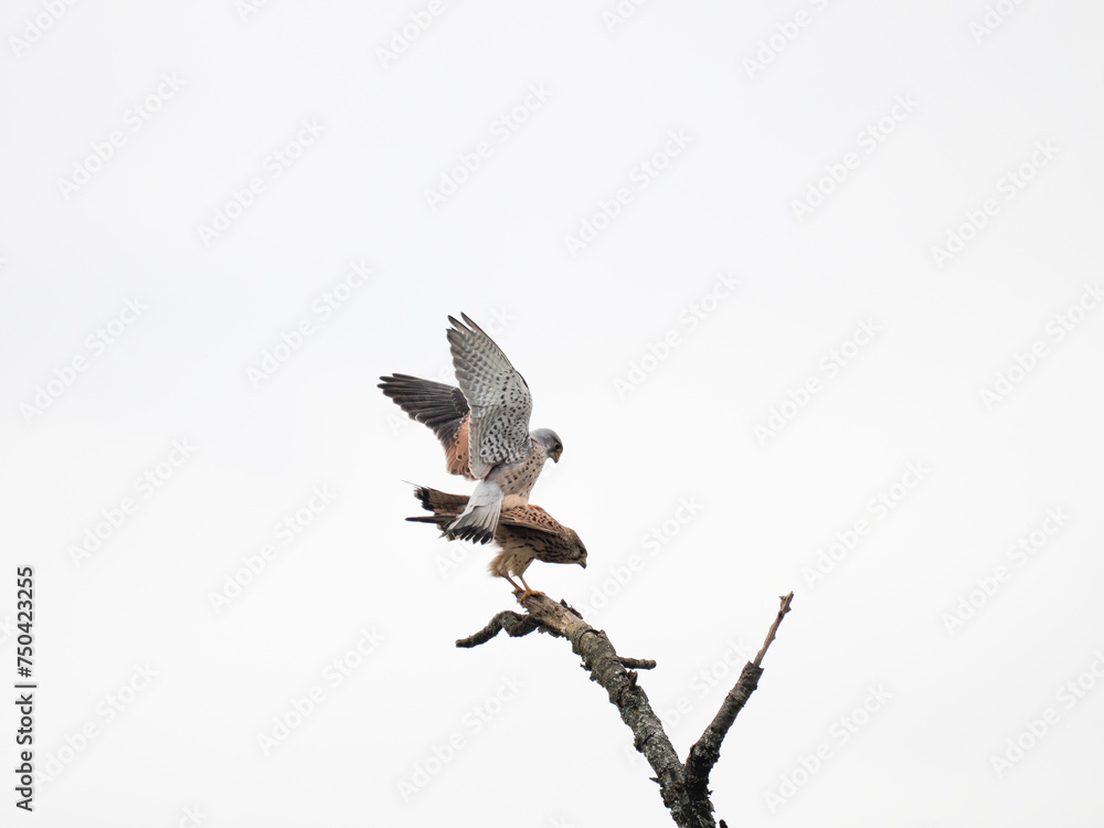 Fototapeta premium Turmfalke (Falco tinnunculus)