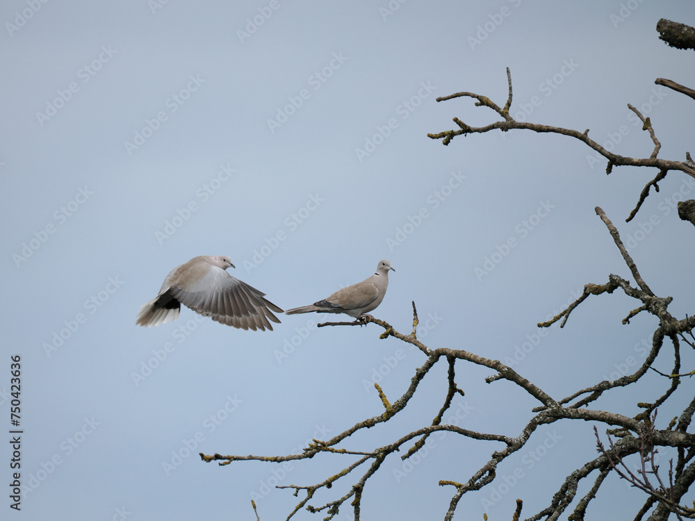 Türkentaube (Streptopelia decaocto) Türkentaube (Streptopelia decaocto)