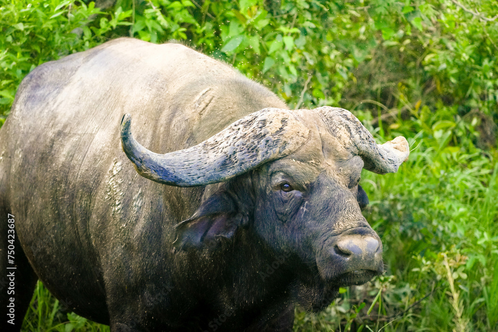 old close up view of African Buffalo Surveying Its Surroundings in the Wild old close up view of African Buffalo Surveying Its Surroundings in the Wild