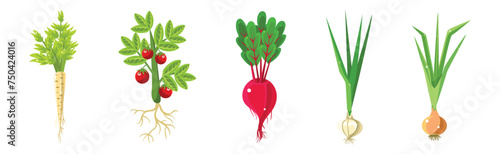 Ripe Vegetable Agricultural Plant with Root Vector Set
