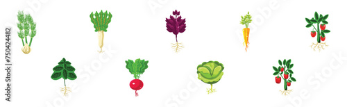 Ripe Vegetable Agricultural Plant with Root Vector Set