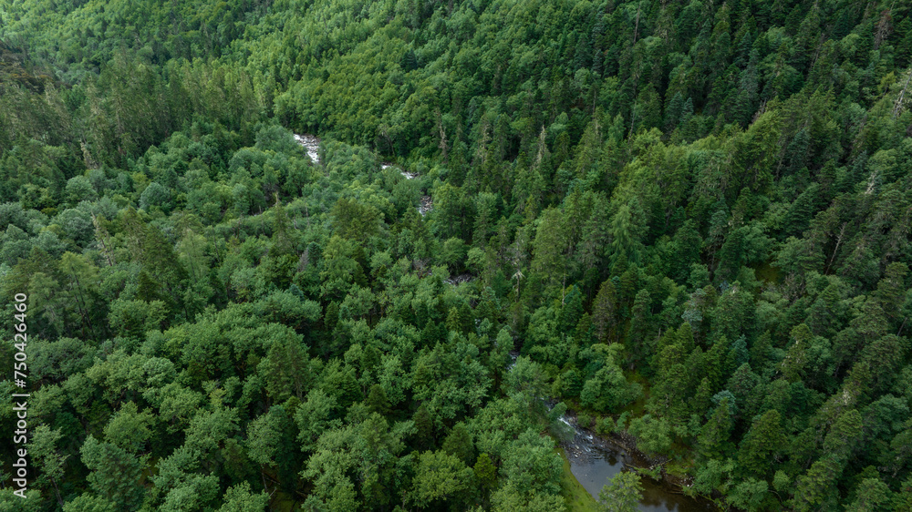 Beautiful high altitude forest mountain landscape Beautiful high altitude forest mountain landscape