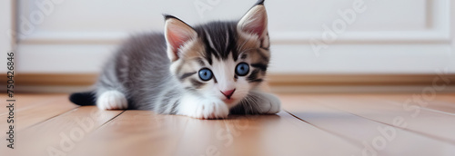 Cute domestic kitten with blue eyes is playing on the floor and hunting. banner with copy space
