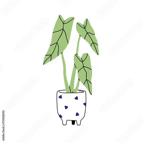 Philodendron bernardopazii, potted house room plant. Green leaf houseplant gr...