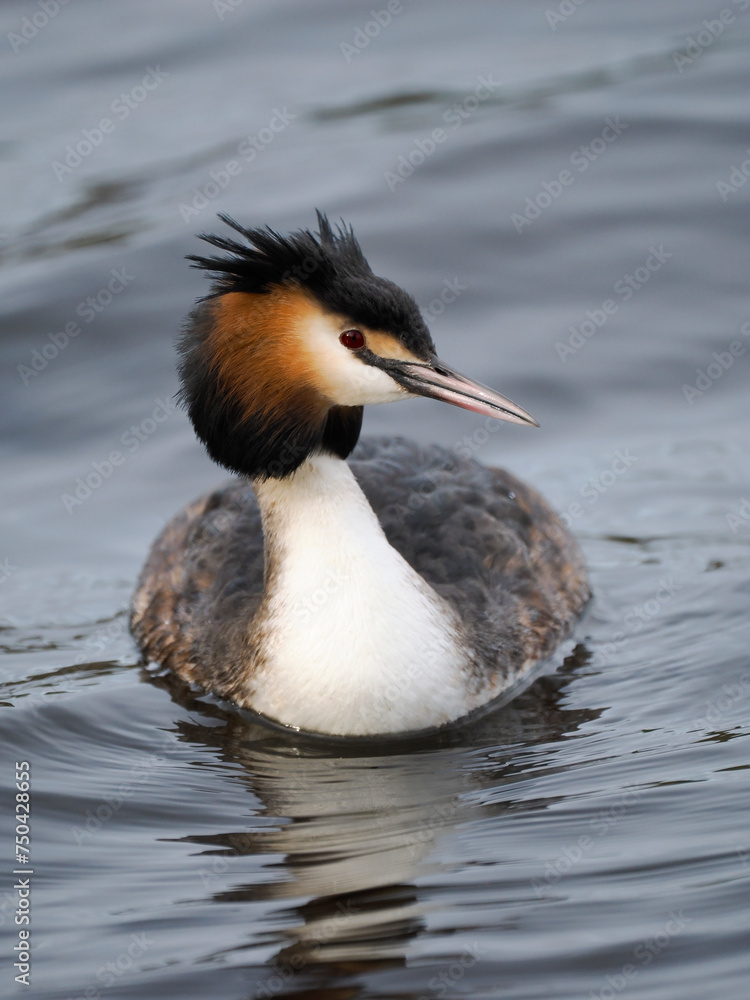 Haubentaucher (Podiceps cristatus) Haubentaucher (Podiceps cristatus)