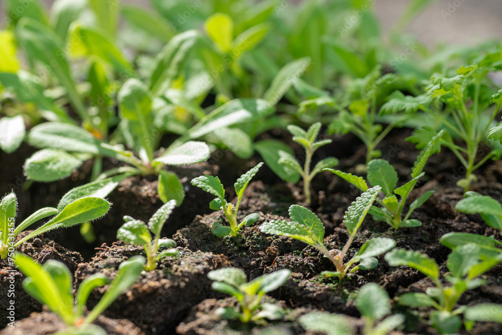 Flower seedlings growing in soil blocks. Soil blocking is a seed starting technique that relies on planting seeds in cubes of soil rather than plastic cell trays or pots. Flower seedlings growing in soil blocks. Soil blocking is a seed starting technique that relies on planting seeds in cubes of soil rather than plastic cell trays or pots.