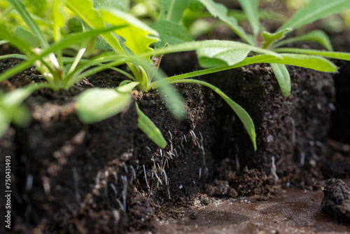Growing statice seedlings in soil blocks. Air pruning means that the initial roots slightly dry out and stop outward growth, which spurs secondary root development. photo