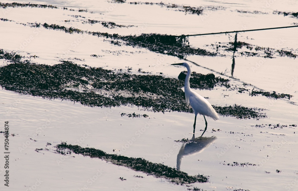 Fototapeta premium Aigrette marchant dans l'eau .