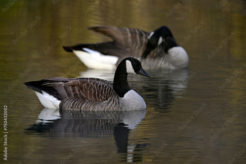 Kanadagans // Canada goose (Branta canadensis) Kanadagans // Canada goose (Branta canadensis)