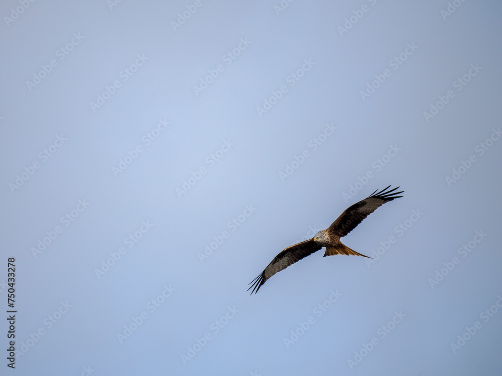 Rotmilan (Milvus milvus) Rotmilan (Milvus milvus)