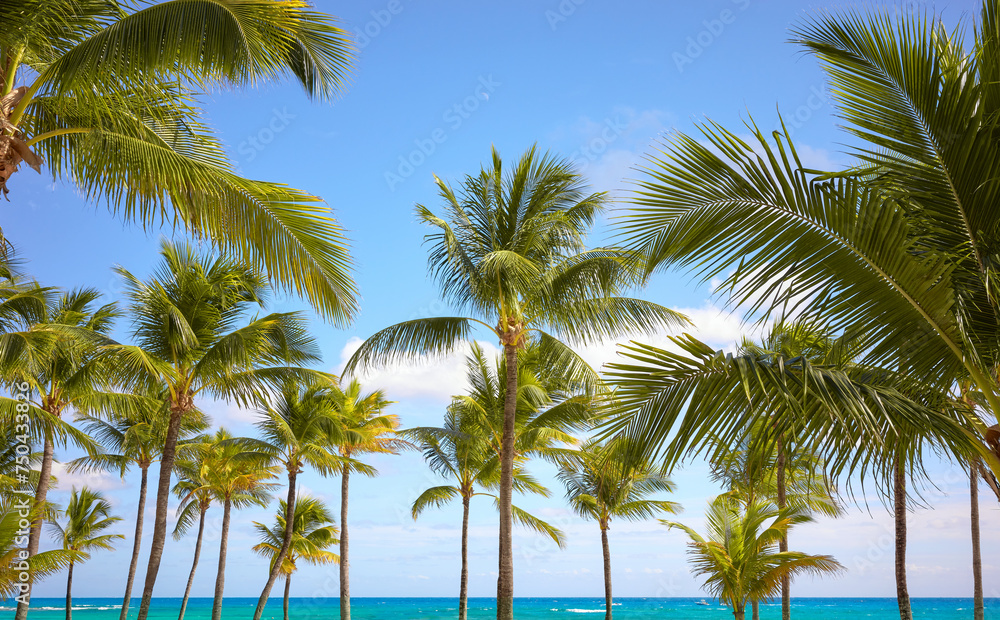 Coconut palm trees on a tropical beach, Mexico.