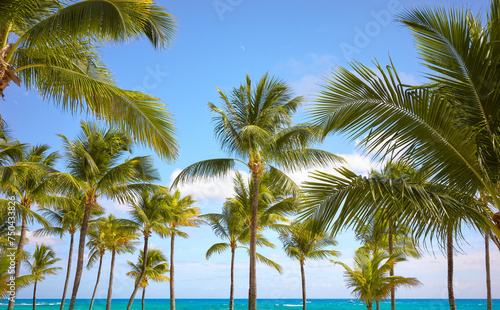 Coconut palm trees on a tropical beach  Mexico.